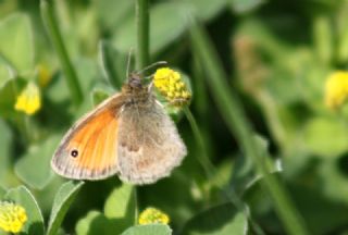 Kk Zpzp Perisi (Coenonympha pamphilus)