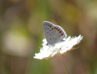 okgzl Mavi (Polyommatus icarus)