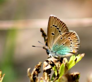 okgzl Rus Mavisi (Polyommatus coelestina)