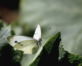 Yalanc Beyazmelek (Pieris pseudorapae)