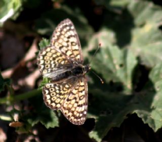 parhan (Melitaea cinxia)