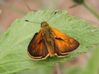 Orman Zpzp (Ochlodes sylvanus)