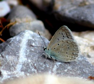 okgzl Dafnis (Polyommatus daphnis)