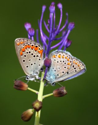 Anadolu Esmergz (Plebejus modicus)