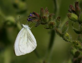 Yalanc Beyazmelek (Pieris pseudorapae)