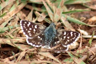 Kzl Zpzp (Spialia orbifer)