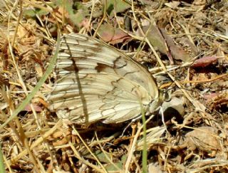 Anadolu Melikesi (Melanargia larissa)