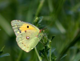 Sar Azamet (Colias croceus)