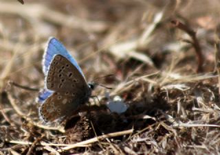 okgzl Gk Mavisi (Polyommatus bellargus)