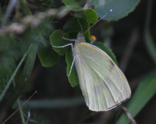 Byk Beyazmelek  (Pieris brassicae)