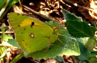 Sar Azamet (Colias croceus)