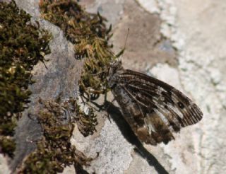 Byk Karamelek (Hipparchia syriaca)