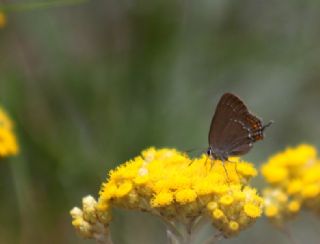 Byk Sevbeni (Satyrium ilicis)