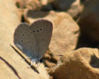 Minik Kupid (Cupido minimus)
