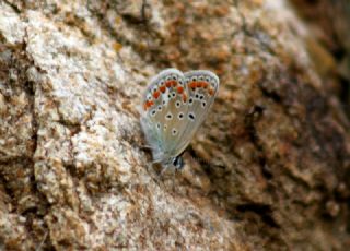 okgzl Meneke Mavisi (Polyommatus thersites)