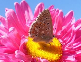 okgzl Gk Mavisi (Polyommatus bellargus)