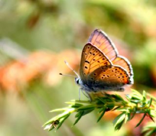 Byk Mor Bakr Gzeli (Lycaena alciphron)