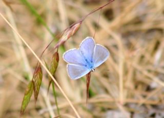 okgzl Mavi (Polyommatus icarus)
