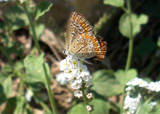 okgzl Mavi (Polyommatus icarus)