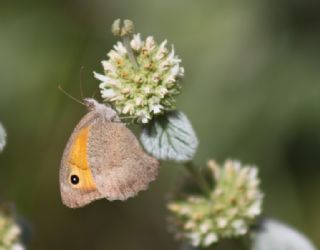 Esmerperi (Hyponephele lupina)