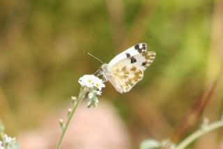 Yeni Beneklimelek (Pontia edusa)