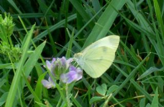 Byk Beyazmelek  (Pieris brassicae)