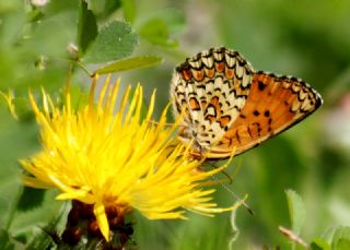 Benekli Byk parhan (Melitaea phoebe)