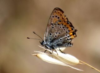 Kk Ate Gzeli (Lycaena thersamon)