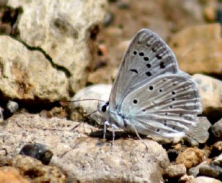 okgzl Dafnis (Polyommatus daphnis)