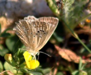 okgzl Dafnis (Polyommatus daphnis)