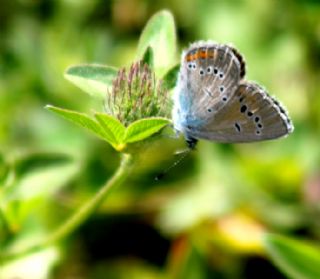 okgzl Gzel Mavi (Polyommatus bellis)