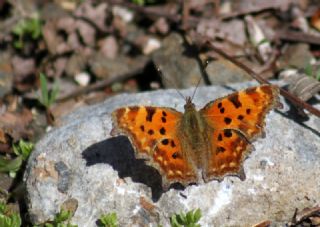 Yrtk Prtk (Polygonia c-album)
