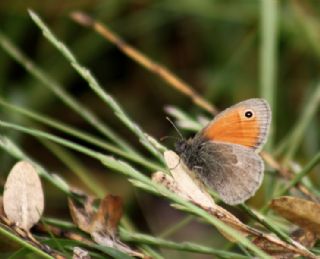 Kk Zpzp Perisi (Coenonympha pamphilus)