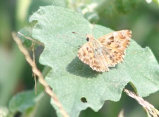 Hatmi Zpzp (Carcharodus alceae)