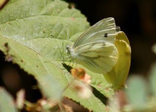 Yalanc Beyazmelek (Pieris pseudorapae)