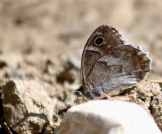 Aa Karamelei (Hipparchia statilinus)