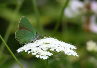 Byk Zmrt (Callophrys herculeana)