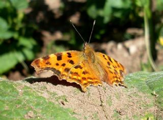 Yrtk Prtk (Polygonia c-album)