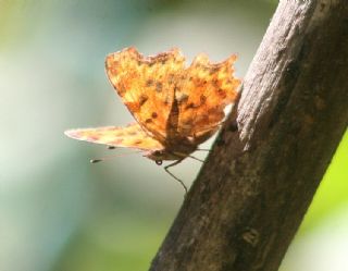 Yrtk Prtk (Polygonia c-album)