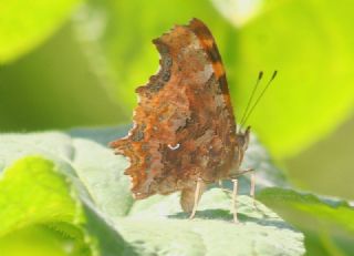 Yrtk Prtk (Polygonia c-album)