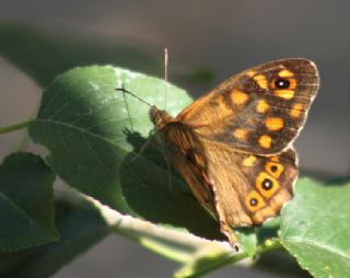 Karanlk Orman Esmeri (Pararge aegeria)