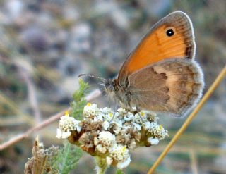 Kk Zpzp Perisi (Coenonympha pamphilus)