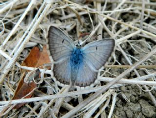 okgzl Balkan Mavisi (Aricia anteros )