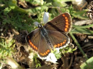 okgzl Esmer (Aricia agestis)