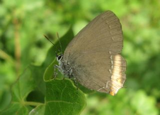 Byk Sevbeni (Satyrium ilicis)