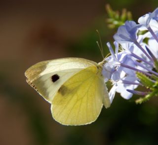 Byk Beyazmelek  (Pieris brassicae)