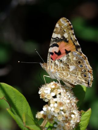 Diken Kelebei (Vanessa cardui)