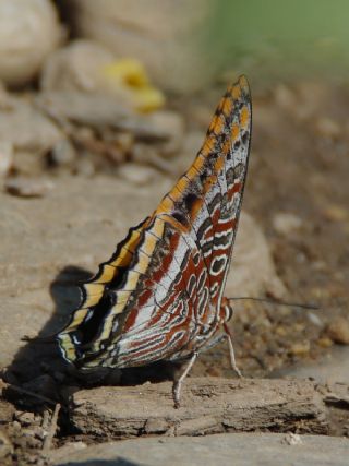 Tr almalar ([unknown genus] n/a)