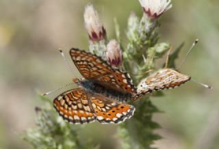 Gzel Nazuum (Euphydryas orientalis)