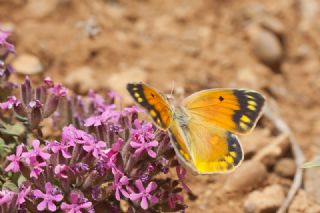 Anadolu Azameti (Colias aurorina)